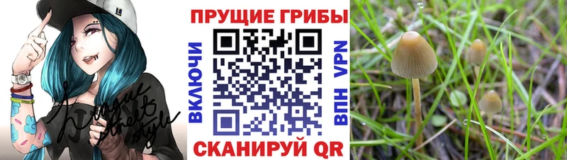 Купить где  Нелидово  Галлюциногенные грибы GOLDEN TEACHER 